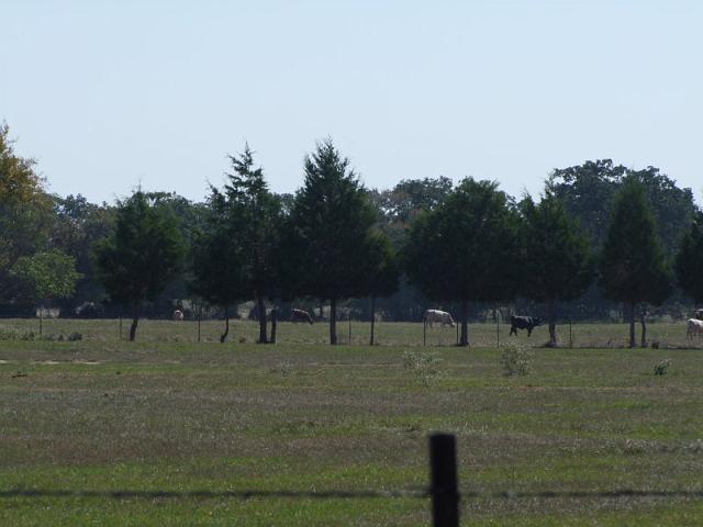 040-Cows.jpg
