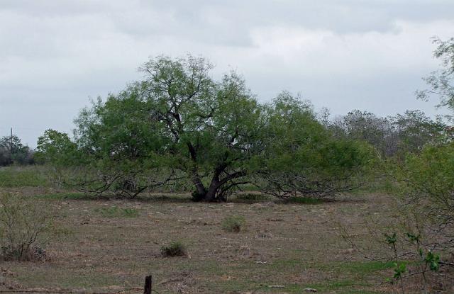 Kings-Kowboys-Monaville-11-19-2011-047.JPG