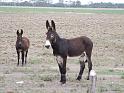 Kings-Kowboys-Monaville-11-19-2011-022